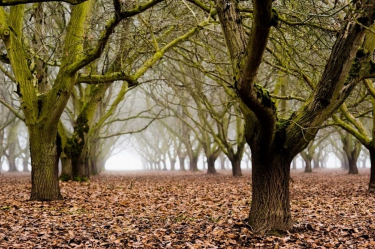 Picture of HAZEL TREE GROVE I