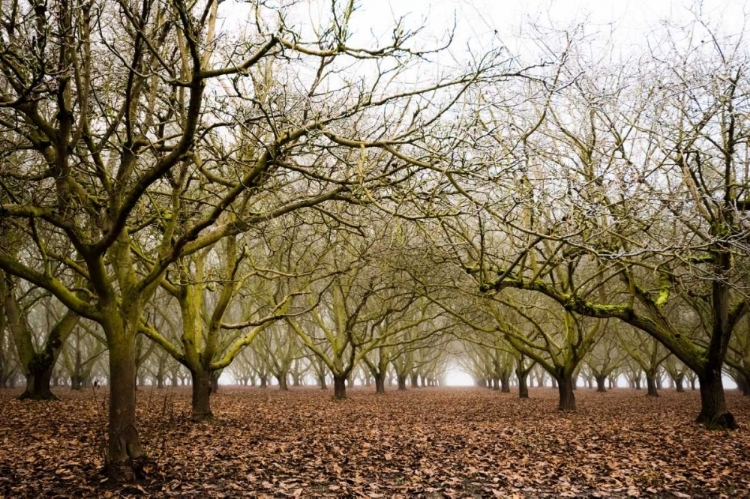 Picture of HAZEL TREE GROVE II