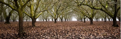 Picture of HAZEL TREE GROVE PANO I