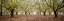 Picture of HAZEL TREE GROVE PANO II