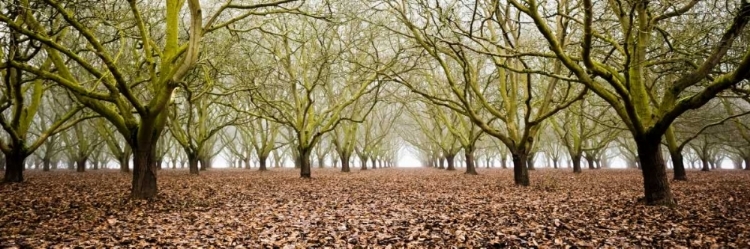 Picture of HAZEL TREE GROVE PANO II