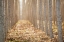 Picture of PACIFIC ALBUS I