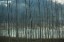 Picture of PACIFIC ALBUS AND CLOUDS I