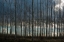 Picture of PACIFIC ALBUS AND CLOUDS II