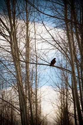 Picture of HAWK SILHOUETTE