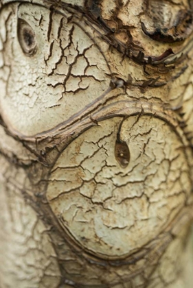 Picture of BARK DETAIL