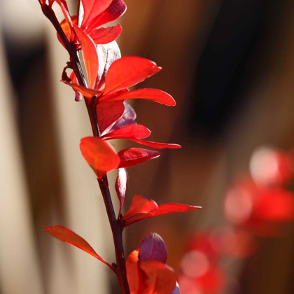 Picture of RED LEAVES I