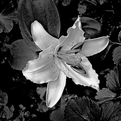 Picture of WHITE LILY I