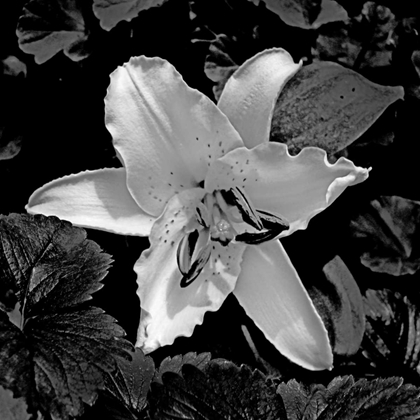Picture of WHITE LILY II