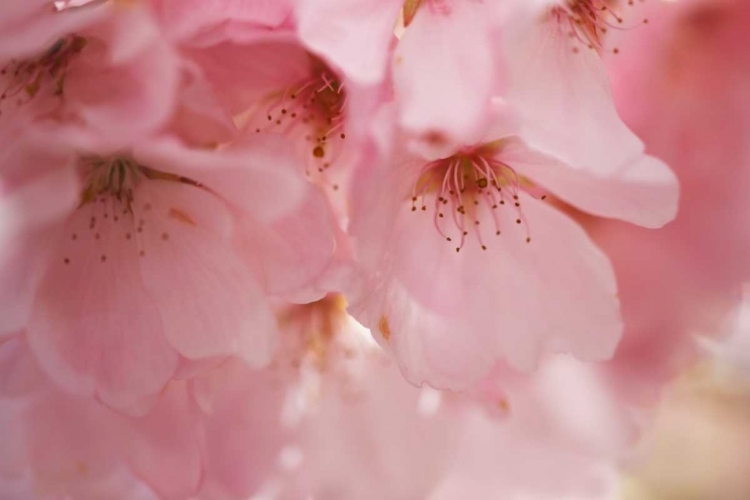 Picture of CHERRY BLOSSOMS I