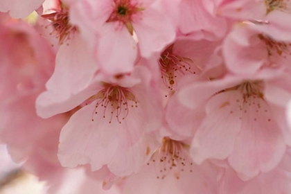 Picture of CHERRY BLOSSOMS II