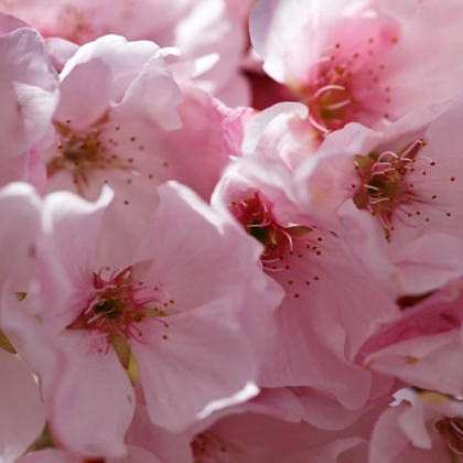 Picture of SUNNY BLOSSOMS I