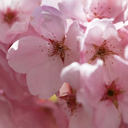 Picture of SUNNY BLOSSOMS II