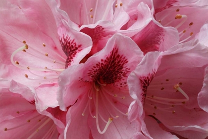 Picture of PINK RHODODENDRON I