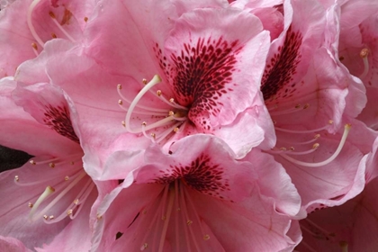 Picture of PINK RHODODENDRON II
