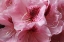 Picture of PINK RHODODENDRON II