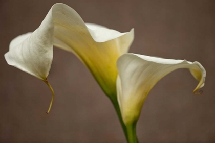 Picture of CALLA ELEGANCE I