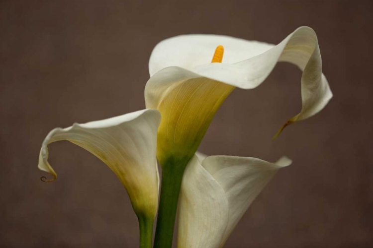 Picture of CALLA ELEGANCE II