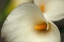 Picture of CALLA LILIES I