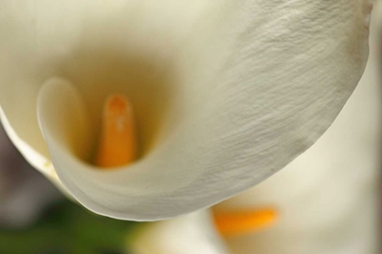 Picture of CALLA LILIES II