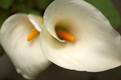 Picture of CALLA LILIES III