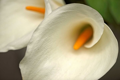 Picture of CALLA LILIES IV