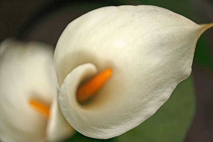 Picture of CALLA LILIES V