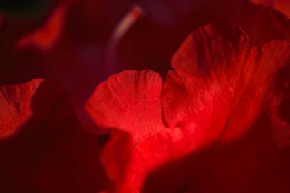 Picture of CRIMSON PETALS II