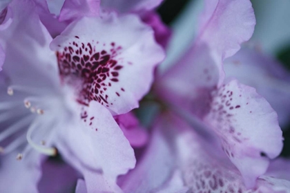 Picture of LAVENDER RHODIES I