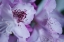 Picture of LAVENDER RHODIES I