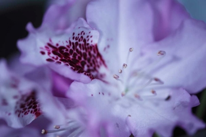 Picture of LAVENDER RHODIES II