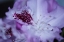 Picture of LAVENDER RHODIES II