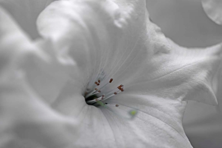 Picture of WHITE RHODIES I