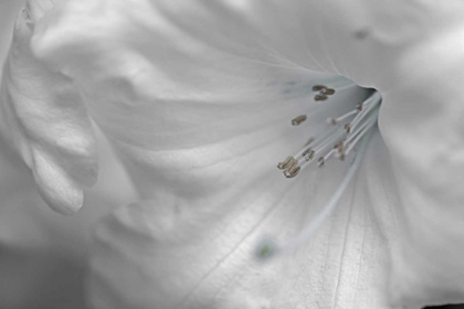 Picture of WHITE RHODIES II