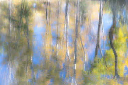 Picture of TREE REFLECTIONS I