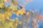 Picture of TREE REFLECTIONS II