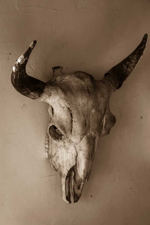 Picture of STEER SKULL