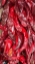 Picture of RISTRAS I