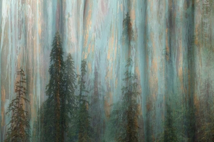 Picture of FOREST II