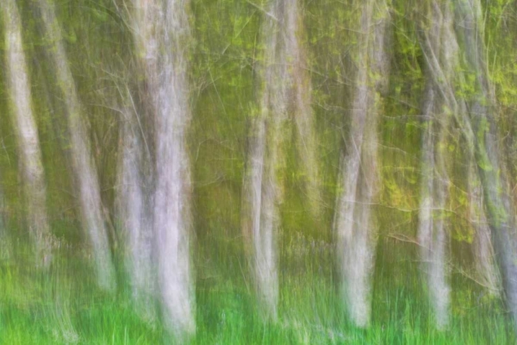 Picture of ALDER FOREST I