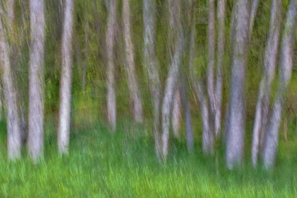 Picture of ALDER FOREST II