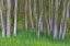 Picture of ALDER FOREST II