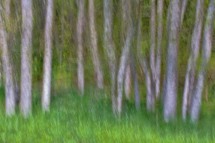 Picture of ALDER FOREST II