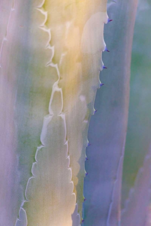 Picture of AGAVE III