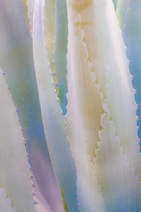 Picture of AGAVE IV