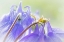 Picture of COLUMBINE FLOWERS II