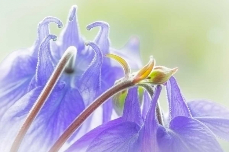 Picture of COLUMBINE FLOWERS II