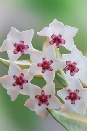 Picture of HOYA BELLA BLOOMS II