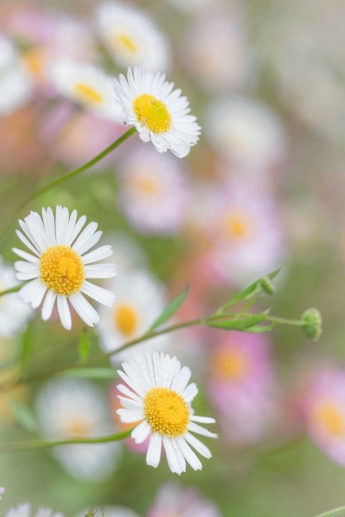 Picture of SANTA BARBARA DAISIES I