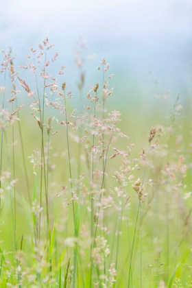 Picture of GUILLEMOT COVE GRASSES I